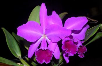 Cattleya labiata var. rubra 'Iracema' 