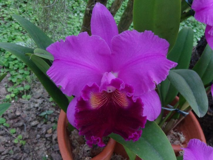 Blc. Amy Wakasigi