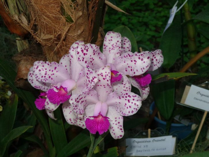 Cattleya amethystoglossa