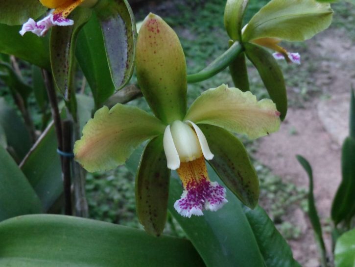 Cattleya granulosa