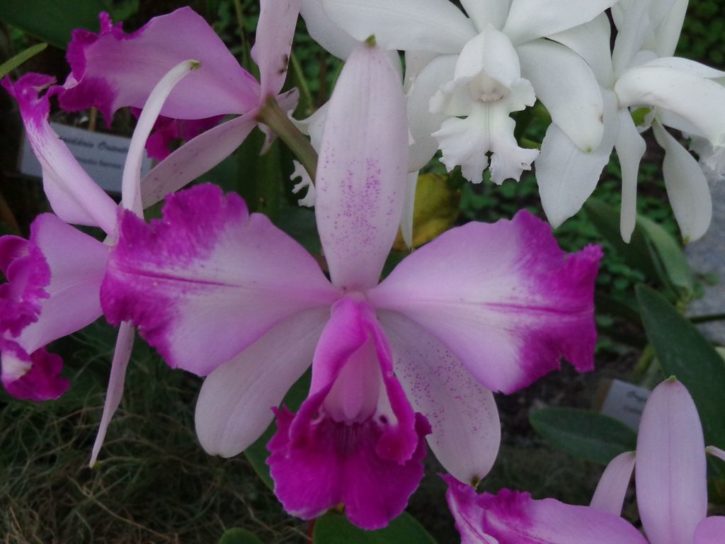 Cattleya intermedia flammea