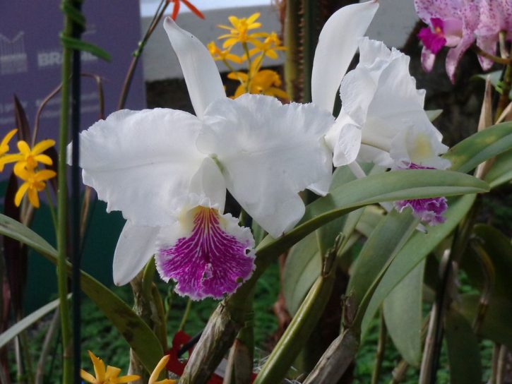 Cattleya lueddemanniana semialba