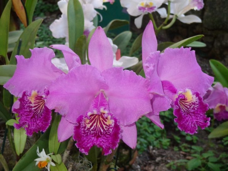 Cattleya lueddemanniana tipo