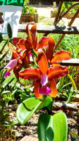 Cattleya granulosa