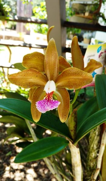 Cattleya granulosa