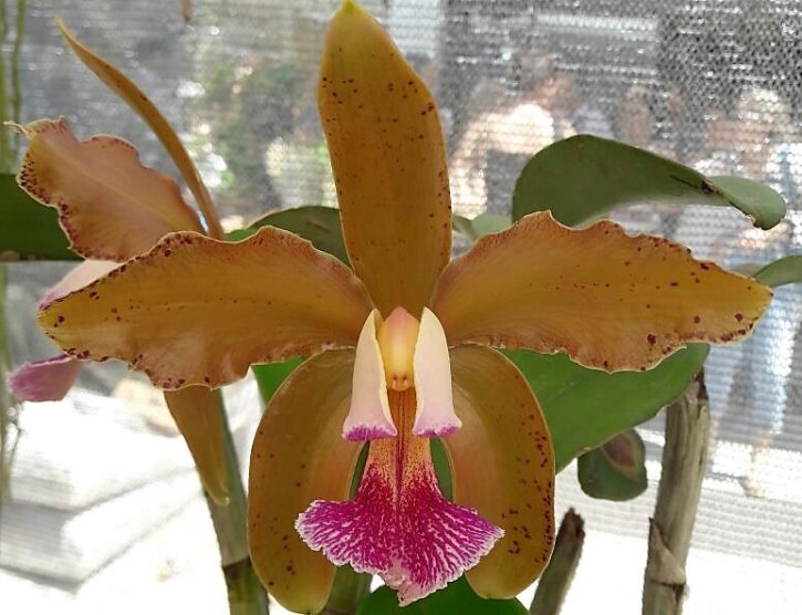 Cattleya granulosa