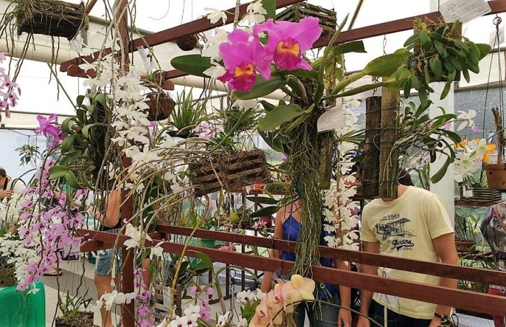 Exposição de orquídeas