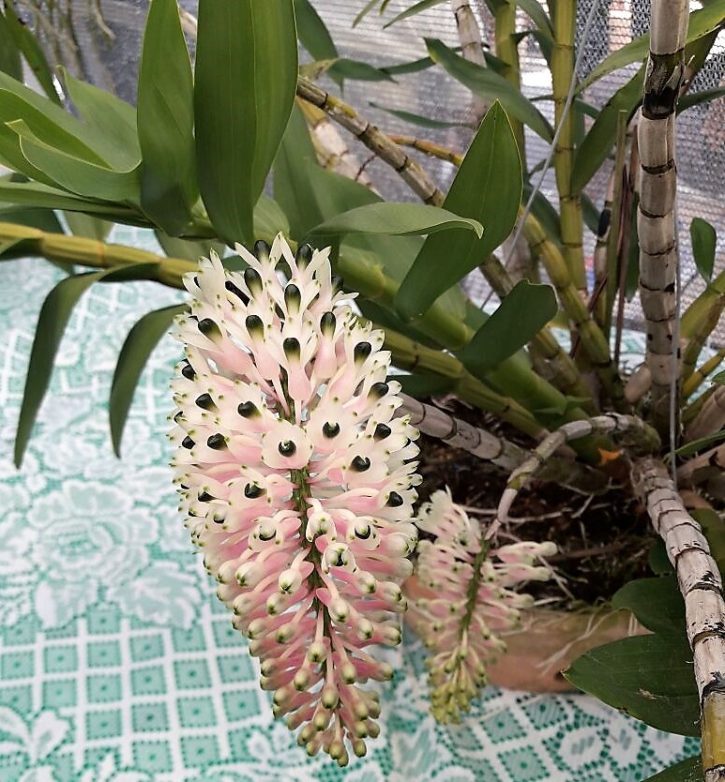 Exposição de orquídeas