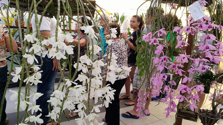 Dendrobium anosmum