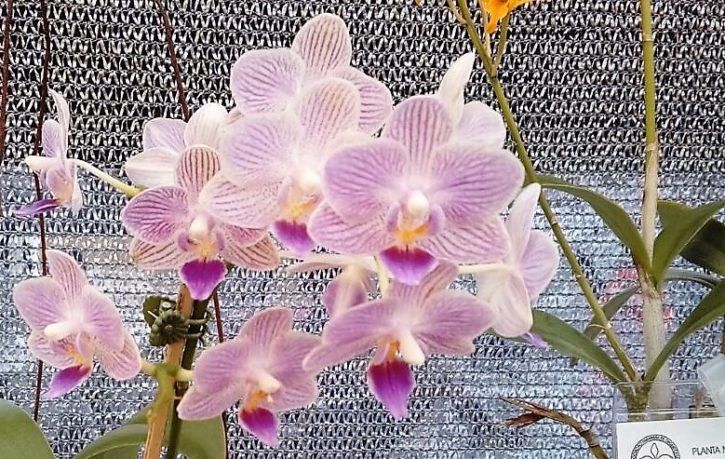 Phalaenopsis