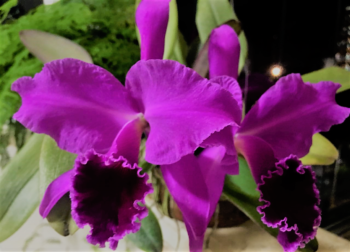 Cattleya labiata