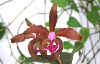 Cattleya granulosa