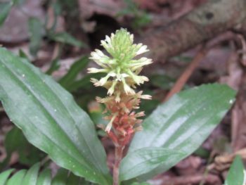 Aspidogyne foliosa