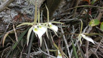 Brassavola tuberculata Hook