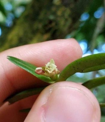 Epidendrum strobilliferum