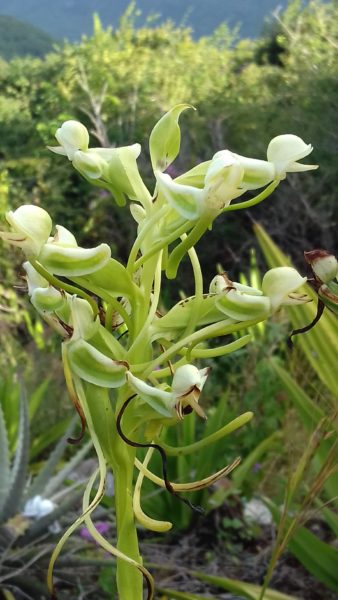 Habenaria hamata