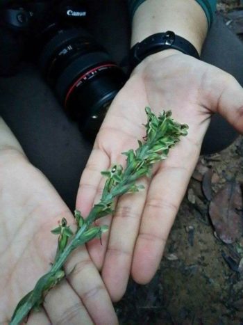 Habenaria josephensis