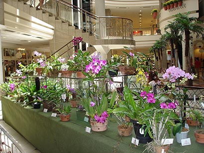 Orquídeas de março: flores no shopping – Orquidofilos.com