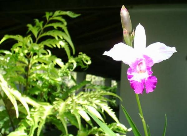 Tempo de chuva, tempo de orquídeas? – Orquidofilos.com