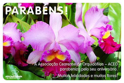 Dois anos divulgando o cultivo de orquídeas e o amor à natureza –  Orquidofilos.com