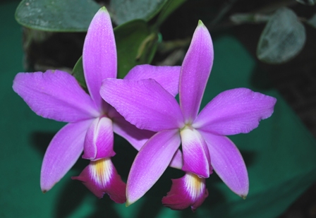 Amazonas mostra suas orquídeas: Aberta a 1ª ExpoManaus – Orquidofilos.com