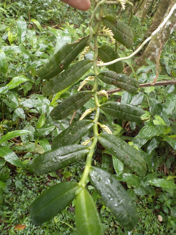 Pesquisas nas serras úmidas revelam novas ocorrências de orquídeas no Ceará  – Orquidofilos.com
