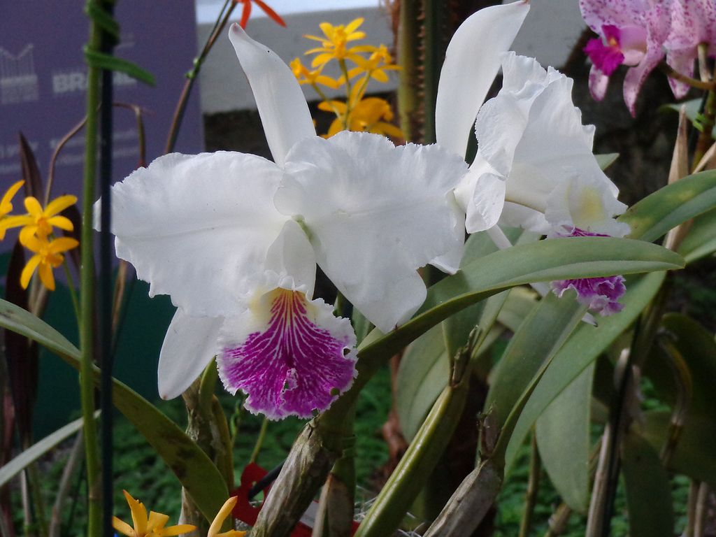 Orquidofilos.com – Página 26 de 133 – Orquídeas, fotos e como cultivar
