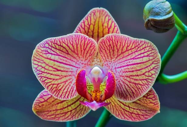 Classificação das orquídeas segundo o habitat - Guia para iniciantes –  Orquidofilos.com