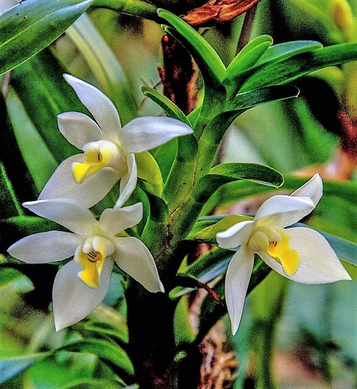 Orquídeas do Ceará - o checklist da ACEO – Orquidofilos.com