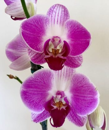 ACEO vai oferecer oficina de cultivo de orquídeas na Leroy Merlin –  Orquidofilos.com